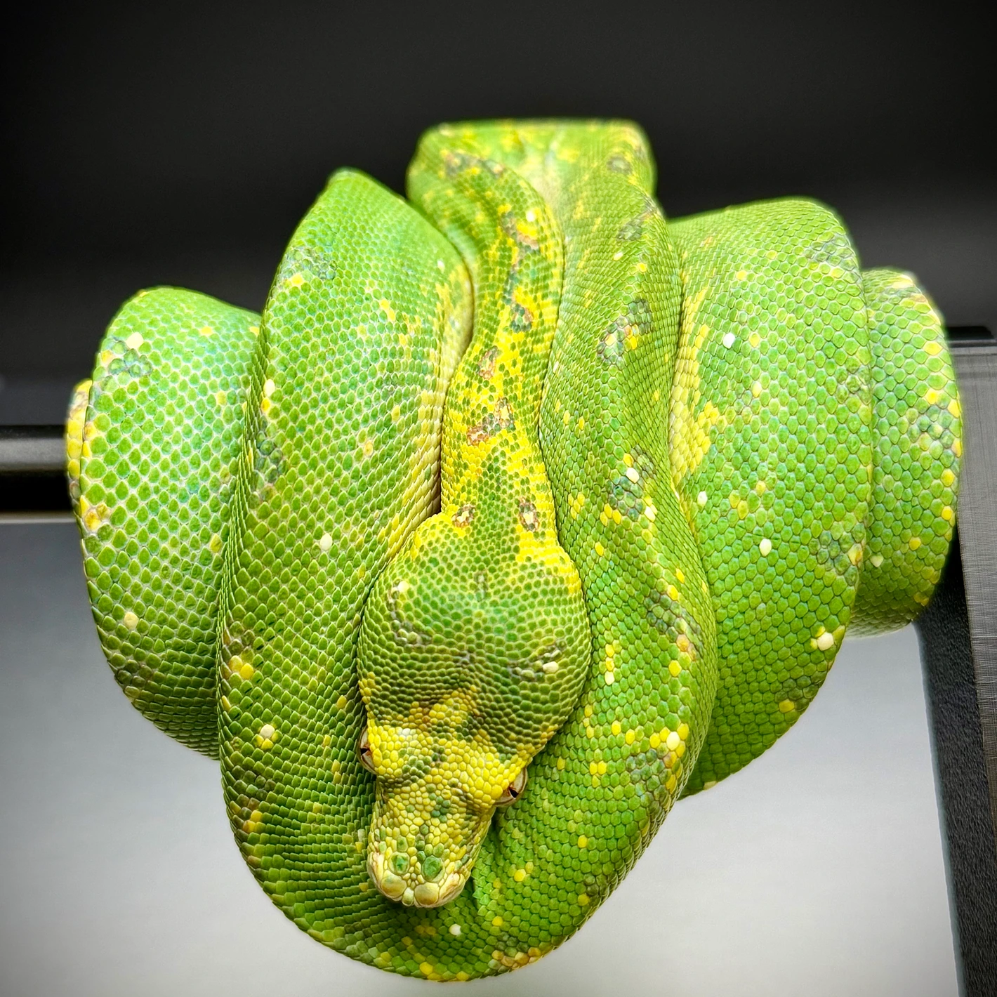 Biak X Manokwari Python Green Tree