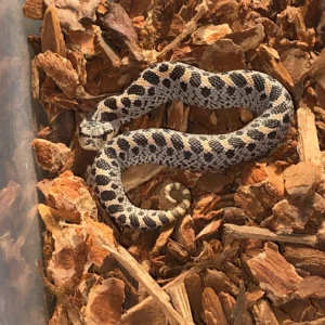 Southern Hognose Snake