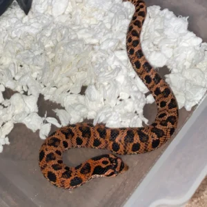 eastern hognose snake baby