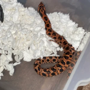 Eastern Hognose Snake 1.1 CBB Red